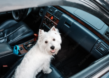 Conheça o Uber Pet e descubra tudo sobre a nova modalidade Imagem - AdobeStock