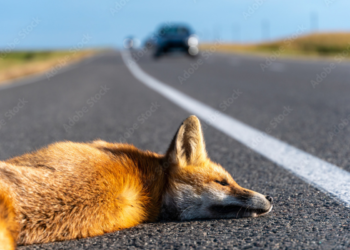 Projeto de lei quer multa de R$293 a quem atropelar animais Imagem - AdobeStock