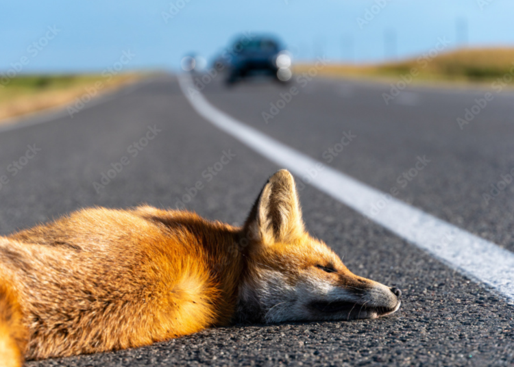 Projeto de lei quer multa de R$293 a quem atropelar animais Imagem - AdobeStock