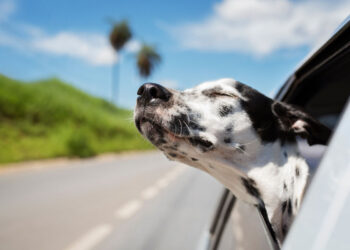 Levar cachorro no carro dá multa