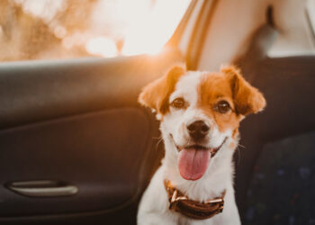 Transporte de animais em carros de app