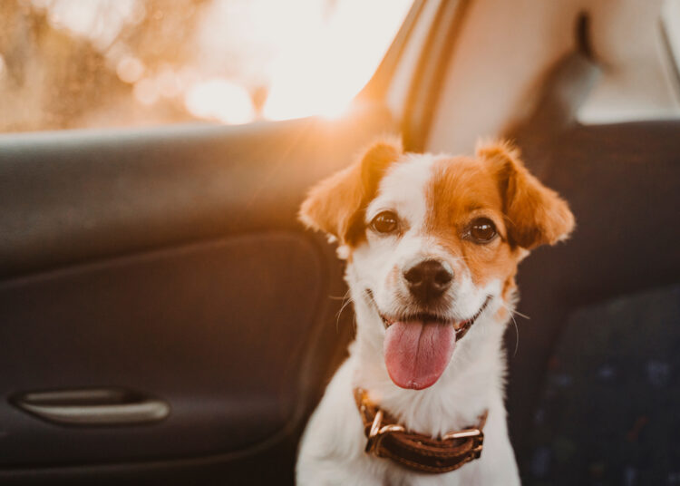 Transporte de animais em carros de app