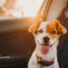 Transporte de animais em carros de app