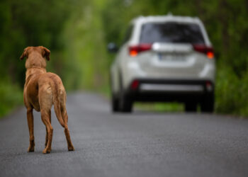 Abandonar animal em via pública