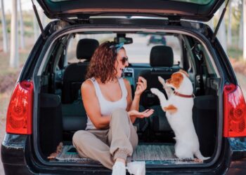 Qual a forma certa de transportar animais em carro?