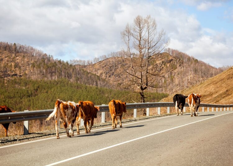 STJ Decide que Concessionárias Devem Indenizar Motoristas por Acidentes com Animais na Pista