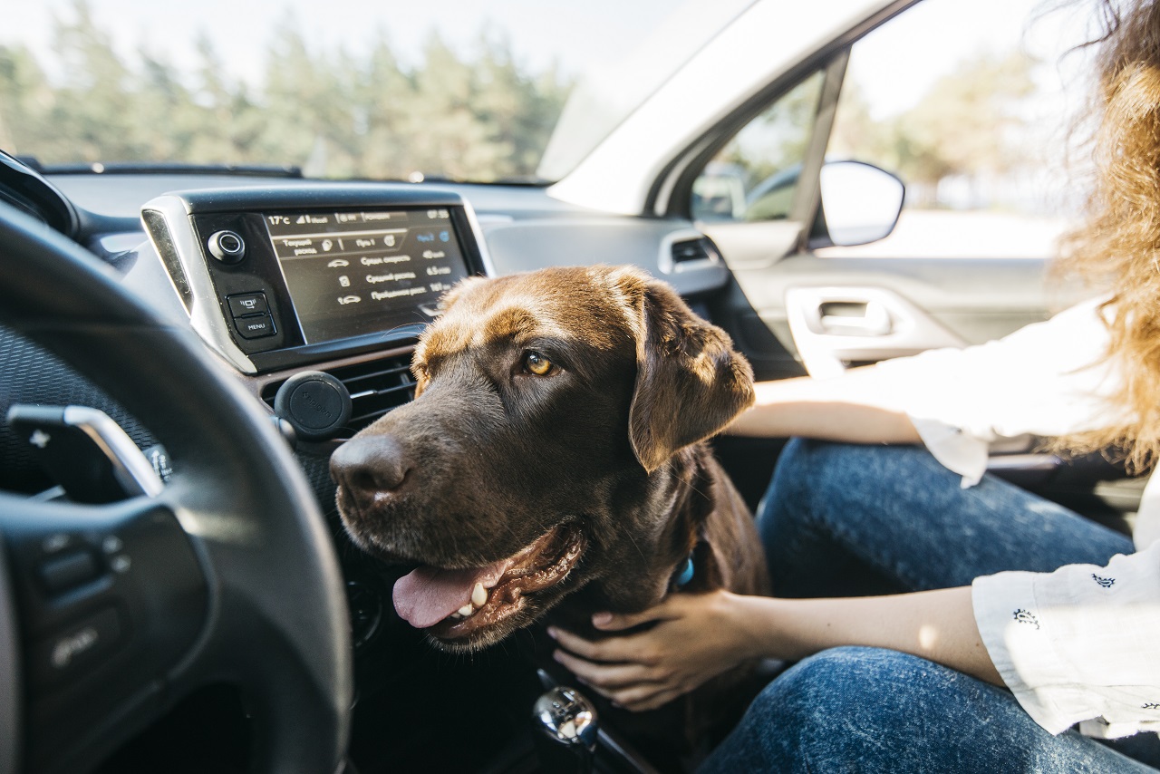 Transporte Seguro de Pets: O Que Diz a Lei e Como Cumpri-la