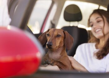 Transporte Seguro de Pets: O Que Diz a Lei e Como Cumpri-la