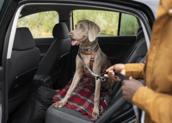 Dia Mundial do Cachorro: Como Levar Seu Pet no Carro sem Problemas