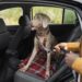 Dia Mundial do Cachorro: Como Levar Seu Pet no Carro sem Problemas