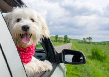 Cachorro branco feliz com lenço vermelho olhando para fora da janela de um carro em uma estrada rural.