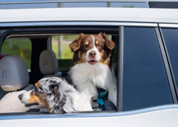 Dois cães dentro de carro, com cabeças para fora da janela aberta