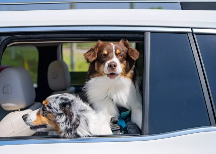 Dois cães dentro de carro, com cabeças para fora da janela aberta