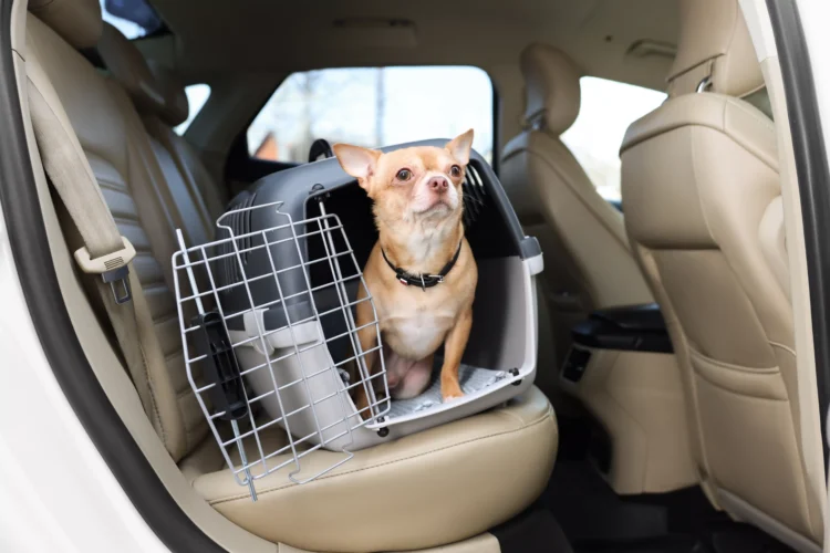 Cachorro dentro de caixa de transporte aberta sobre banco de couro em carro
