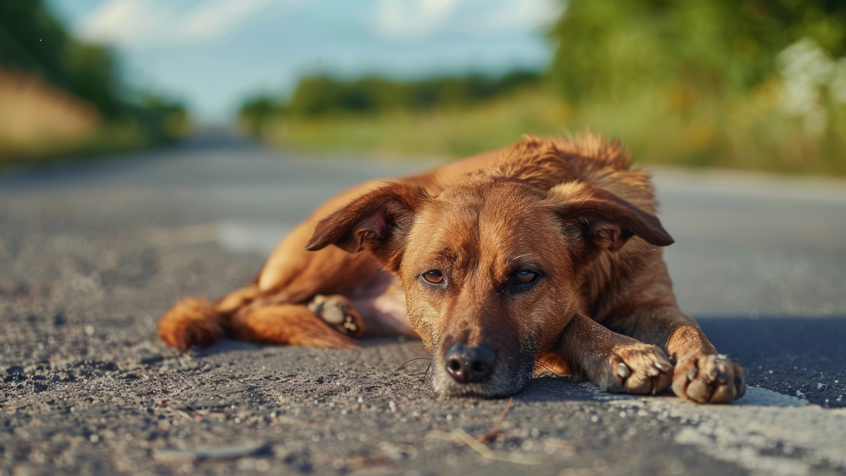 Cachorro abandonado deitado em estrada rural deserta.